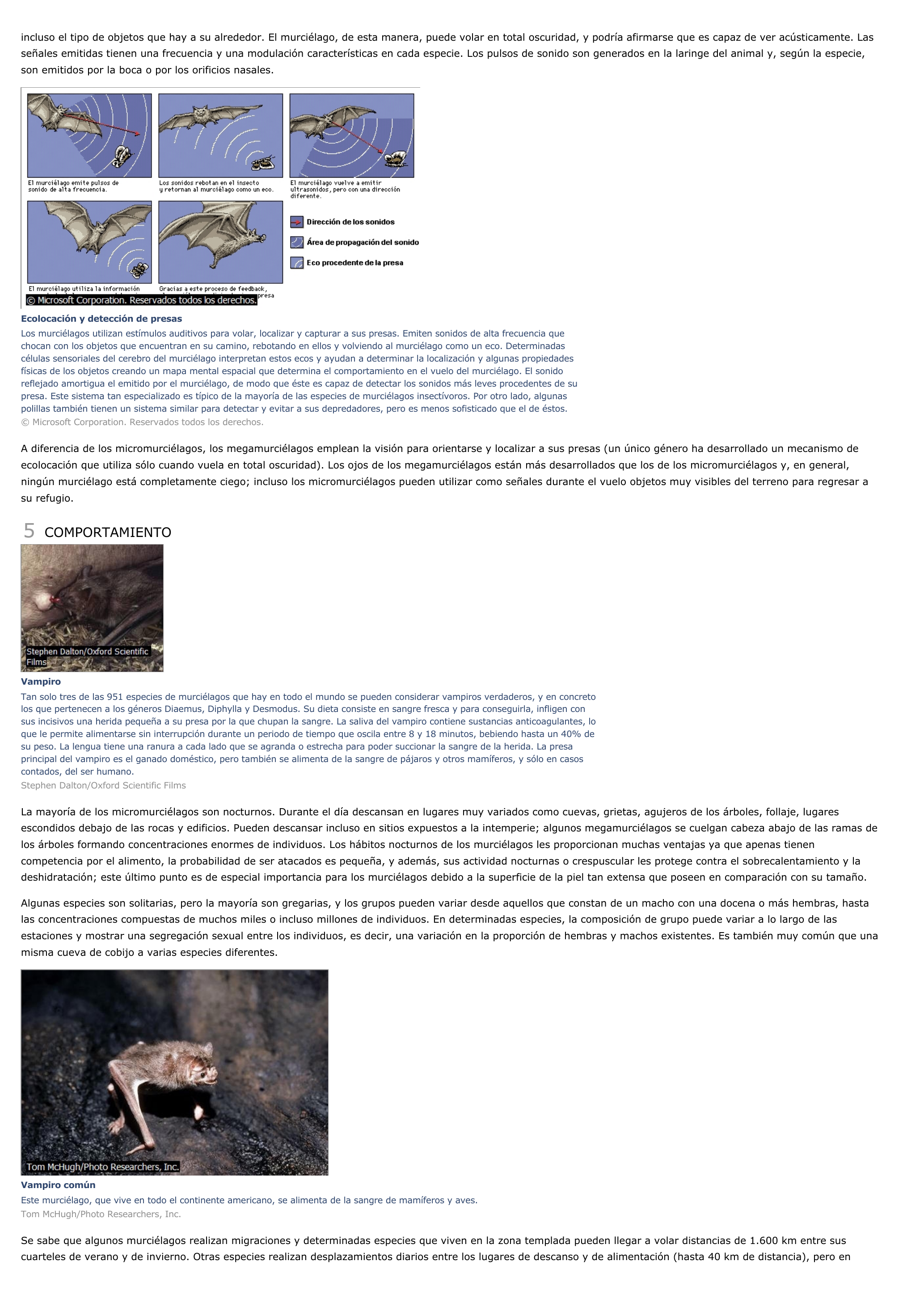 Prévisualisation du document Murciélago - ciencias de la naturaleza.