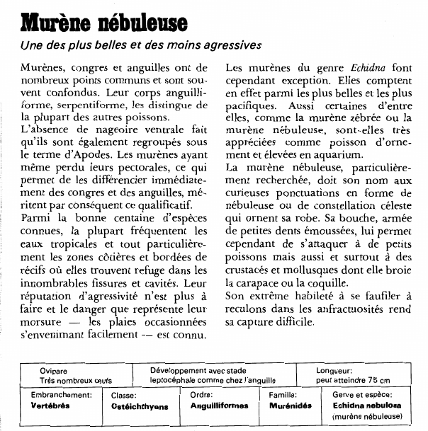 Prévisualisation du document Murène nébuleuse:Une des plus belles et des moins agressives.