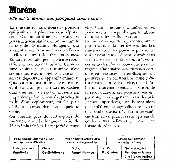 Prévisualisation du document Murène:Elle est la terreur des plongeurs sous-marins.