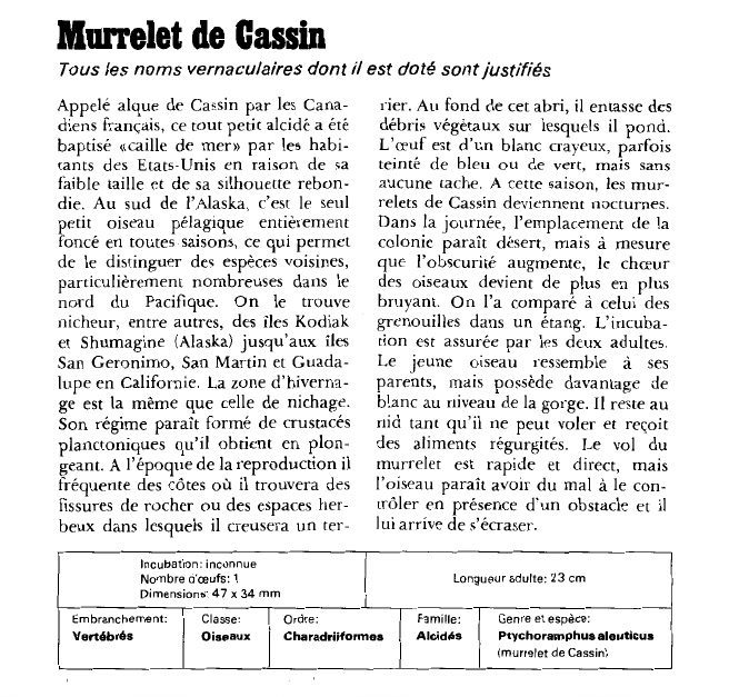 Prévisualisation du document Murrelet de Cassin:Tous les noms vernaculaires dont il est doté sont justifiés.