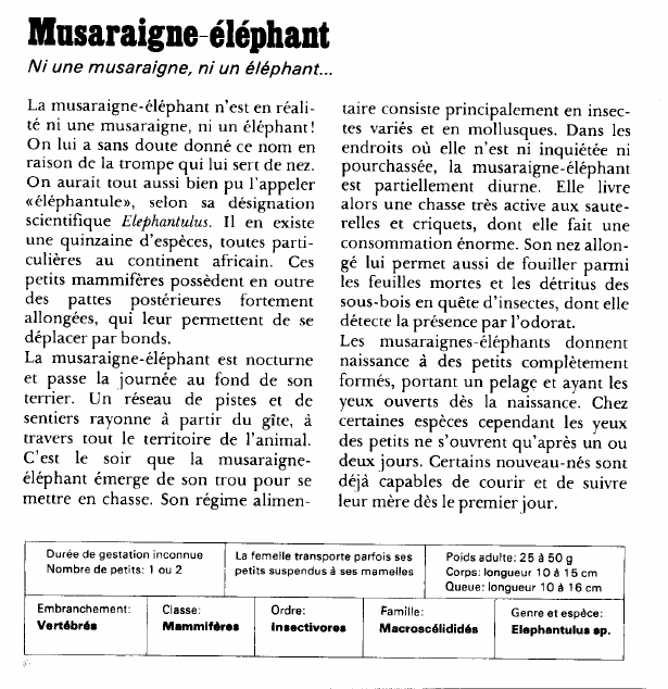 Prévisualisation du document Musaraigne-éléphant:Ni une musaraigne, ni un éléphant.