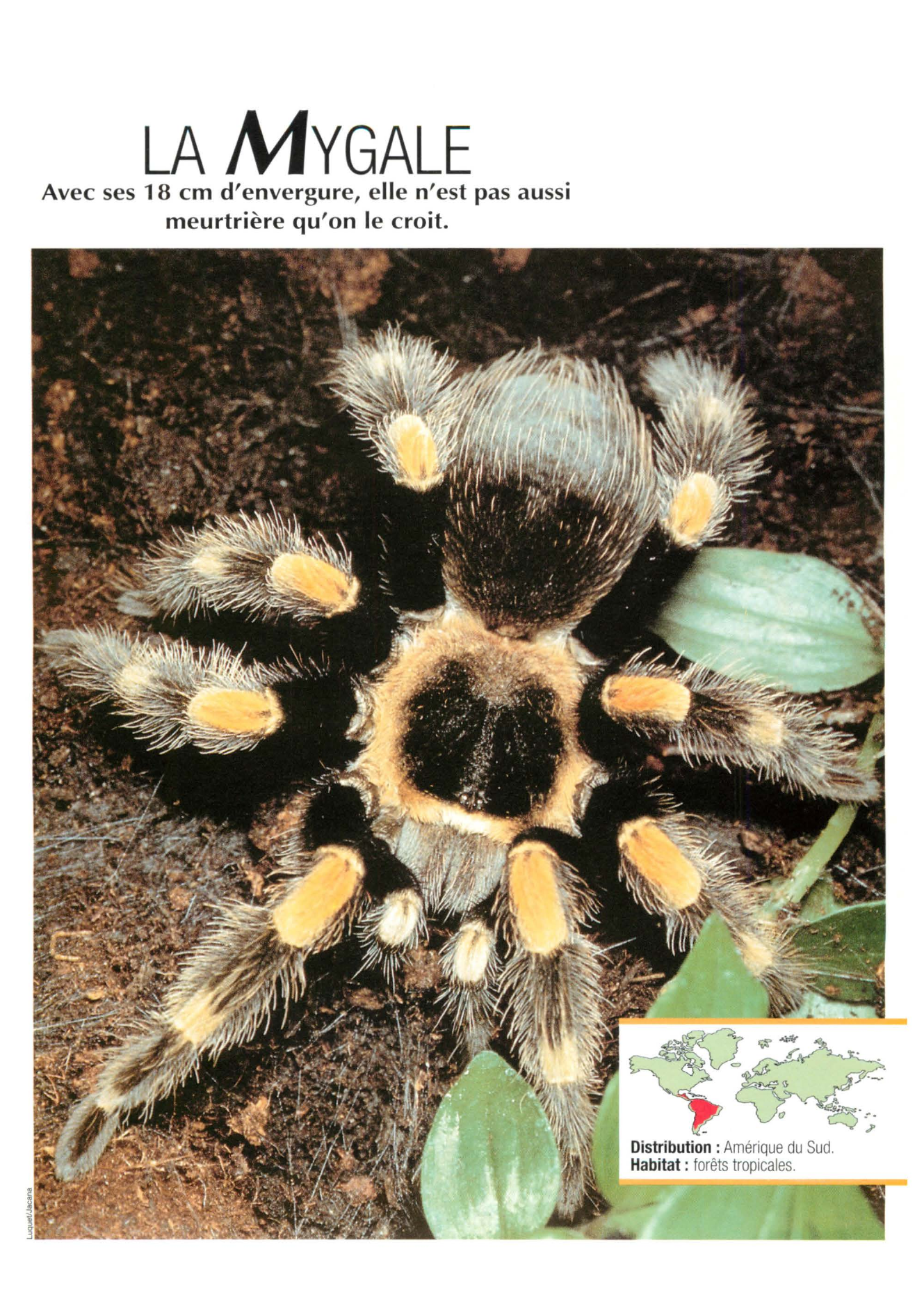 Prévisualisation du document Mygale