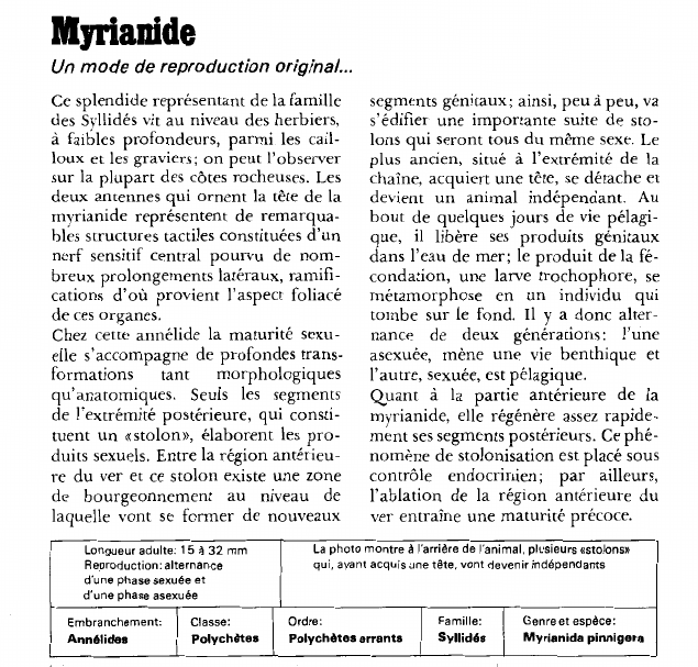 Prévisualisation du document Myrianide:Un mode de reproduction original.