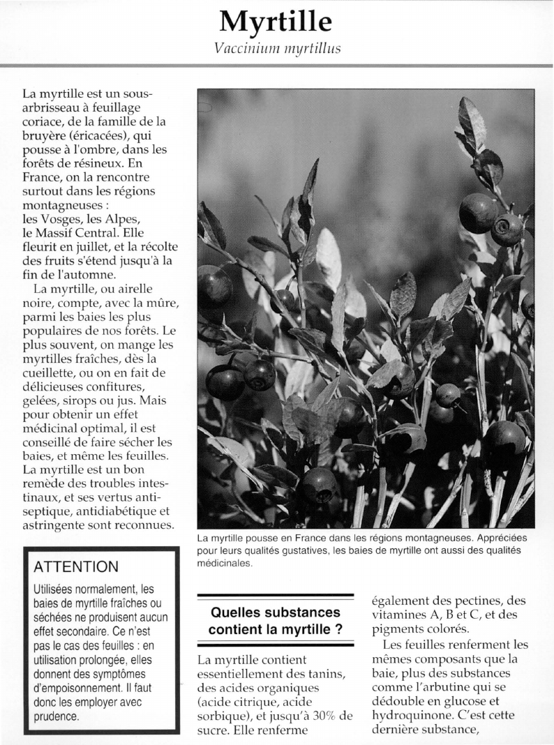 Prévisualisation du document Myrtille.