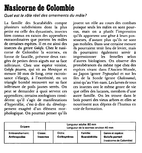 Prévisualisation du document Nasicorne de Colombie:Quel est le rôle réel des ornements du mâle?