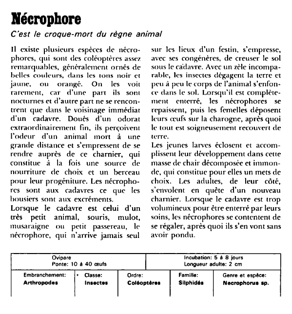 Prévisualisation du document Nécrophore:C'est le croque-mort du règne animal.