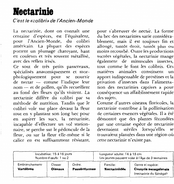Prévisualisation du document NectarinieC'est le «colibri» de l'Ancien-MondeLa nectarinie, dont on connaît une centaine d'espèces, est l'équivalent, pour l'Ancien-Monde, du colibri américain.
