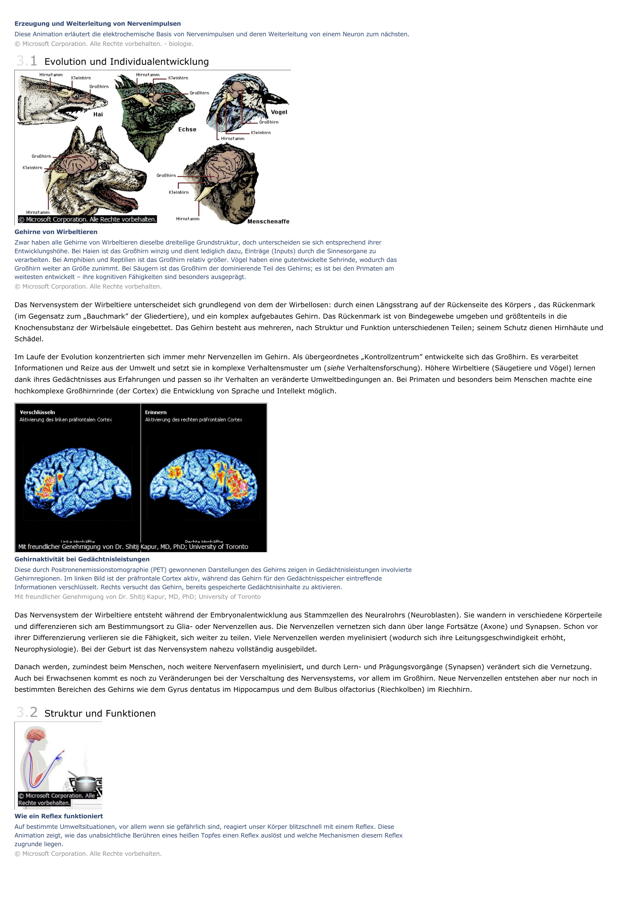 Prévisualisation du document Nervensystem - biologie.