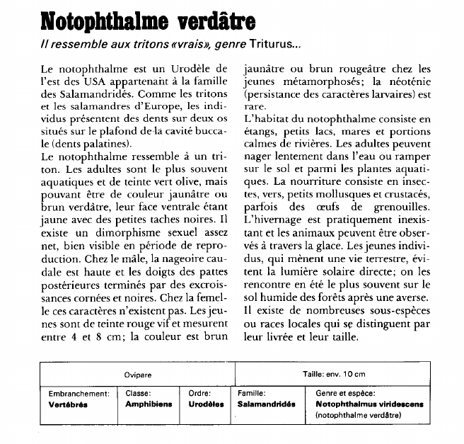 Prévisualisation du document Notophthalme verdâtre:Il ressemble aux tritons «vrais», genre Triturus.