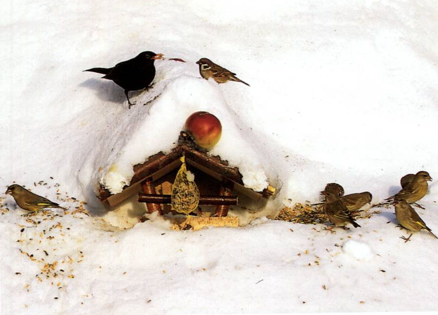 Prévisualisation du document Nourrir les oiseaux en hiver