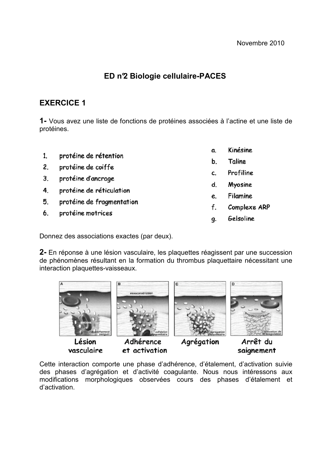 Prévisualisation du document Novembre 2010ED n° Biologie cellulaire-PACES2EXERCICE 11- Vous avez une liste de fonctions de protéines associées à l'actine et une liste deprotéines.