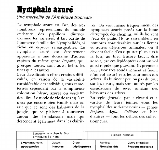 Prévisualisation du document Nymphale azuré:Une merveille de l'Amérique tropicale.