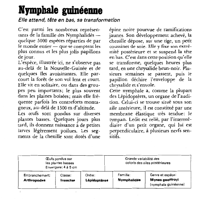 Prévisualisation du document Nymphale guinéenne:Elle attend, tête en bas, sa transformation.