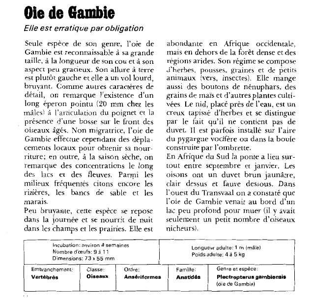 Prévisualisation du document Oie de Gambie:Elle est erratique par obligation.