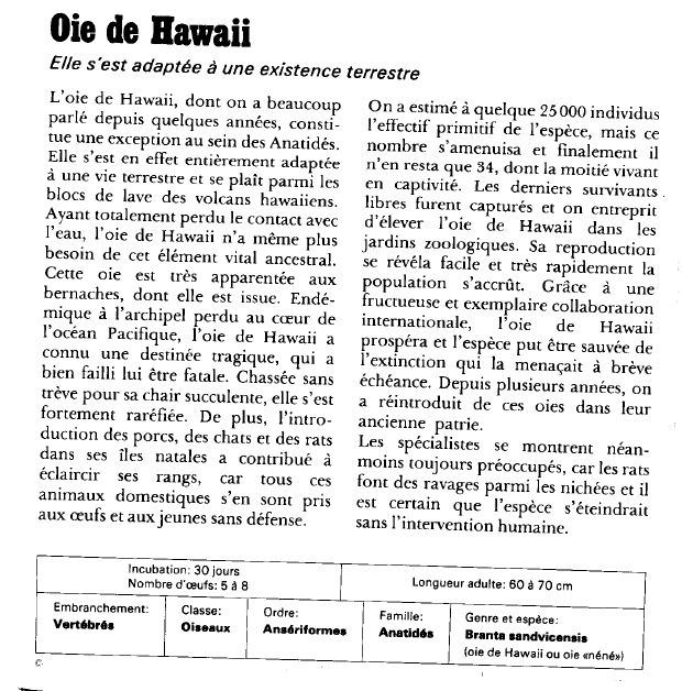 Prévisualisation du document Oie de Hawaii:Elle s'est adaptée à une existence terrestre.