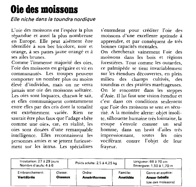 Prévisualisation du document Oie des moissons:Elle niche dans la toundra nordique.