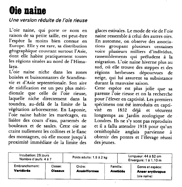 Prévisualisation du document Oie naine:Une version réduite de l'oie rieuse.