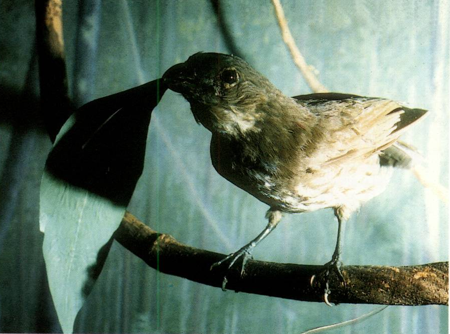 Prévisualisation du document OISEAU-CHAT A BEC DENTÉ