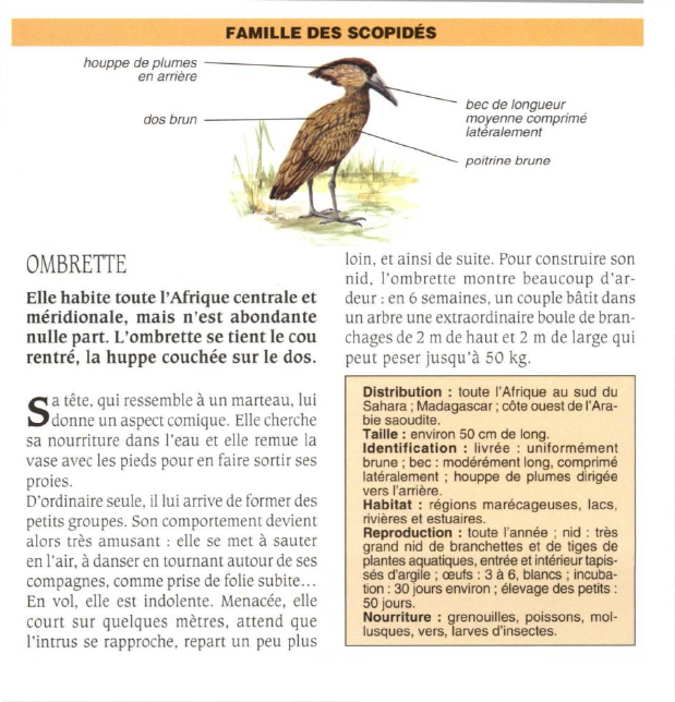 Prévisualisation du document OMBRETTE