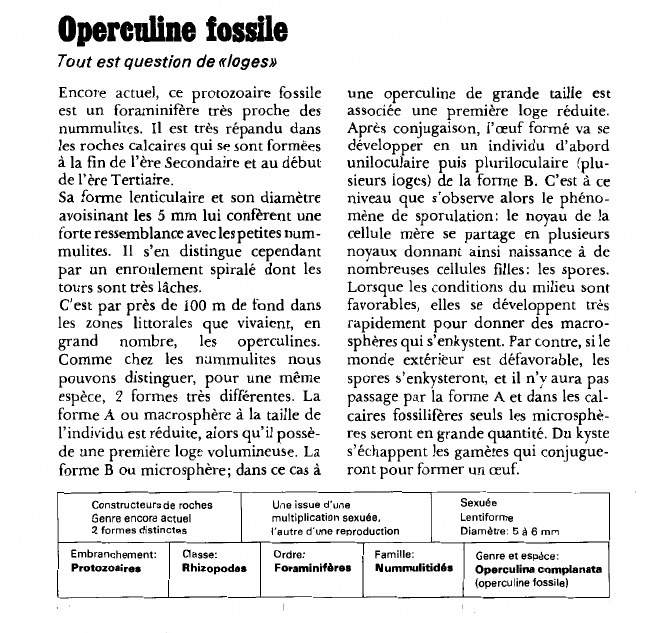 Prévisualisation du document Operculine fossile:Tout est question de «loges».