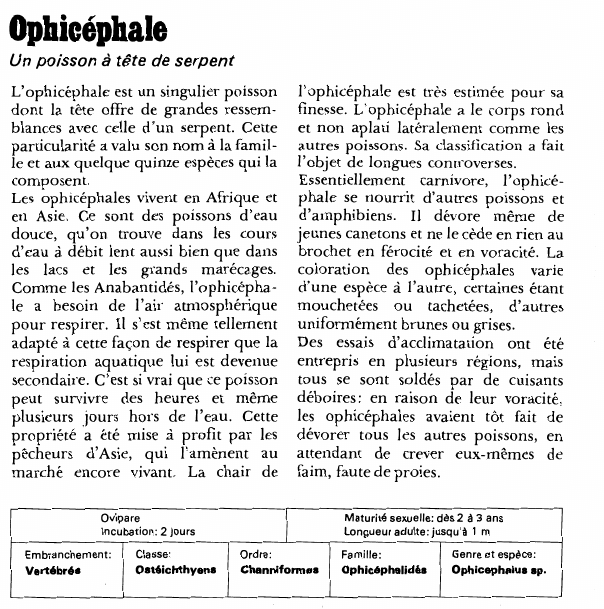Prévisualisation du document Ophicéphale:Un poisson à tête de serpent.