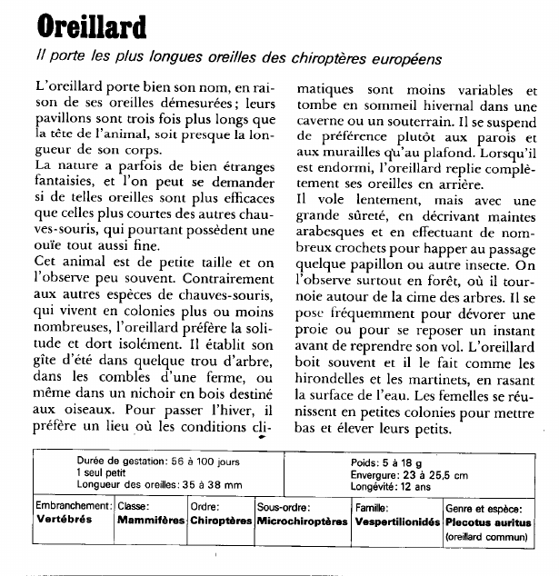 Prévisualisation du document Oreillard:Il porte les plus longues oreilles des chiroptères européens.