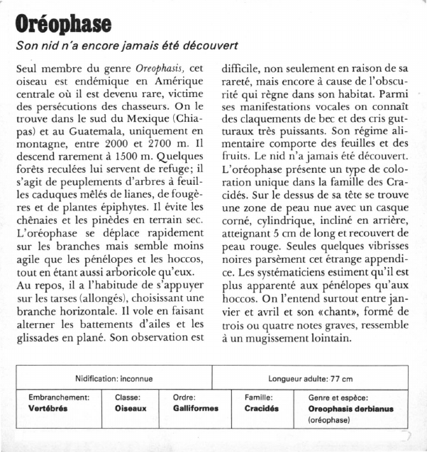 Prévisualisation du document Oréophase:Son nid n'a encore jamais été découvert.