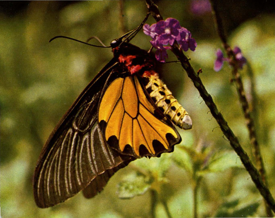 Prévisualisation du document Ornithoptère:
C'est l'aristocrate d'entre les papillons.
