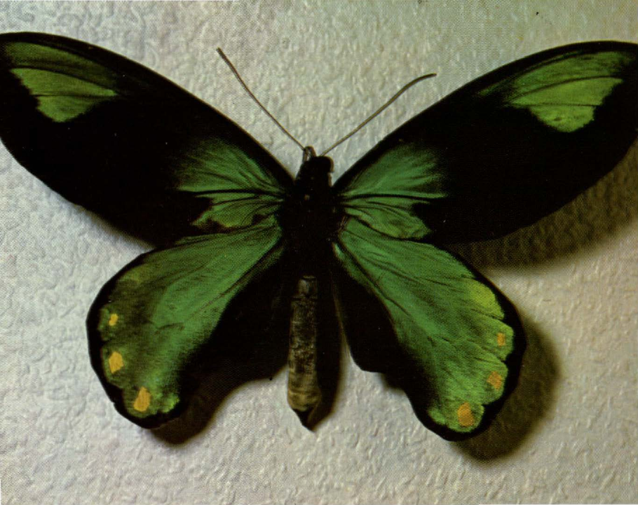 Prévisualisation du document Ornithoptère de Victoria:
Il est très recherché par les collectionneurs.