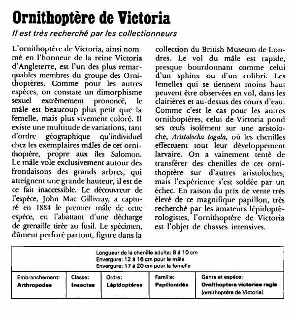 Prévisualisation du document Ornithoptère de Victoria:Il est très recherché par les collectionneurs.