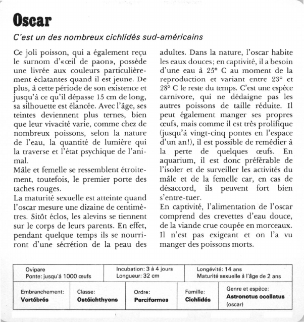 Prévisualisation du document Oscar:C'est un des nombreux cichlidés sud-américains.