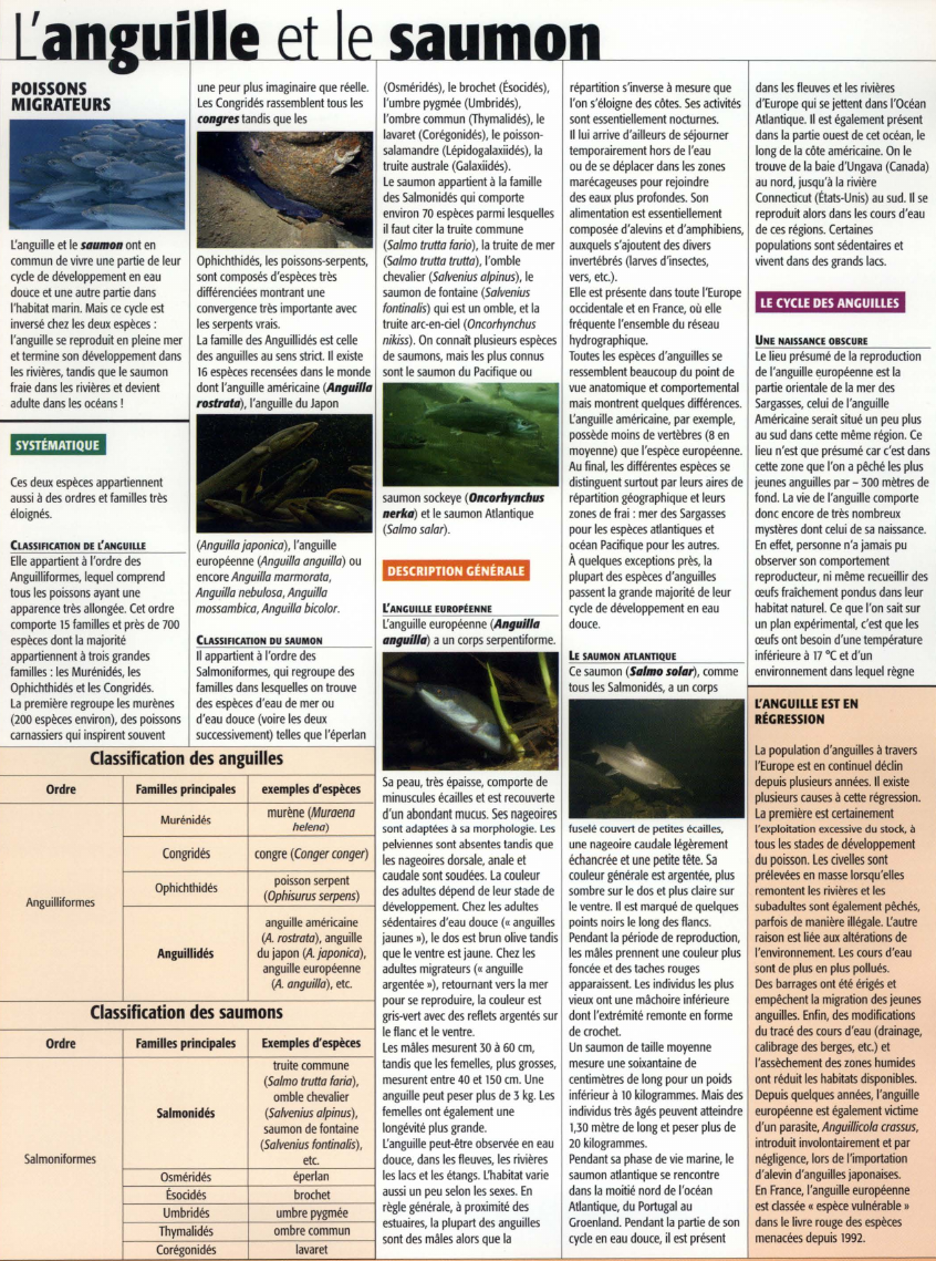 Prévisualisation du document (Osméridés), le brochet (Ésocidés),
répartition s'inverse à mesure que
l'umbre pygmée (Umbridés),
l'on s'éloigne des côtes. Ses activités
l'ombre commun...