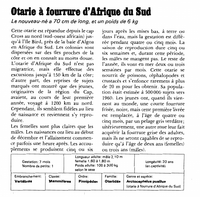 Prévisualisation du document Otarie à fourrure d'Afrique du Sud:Le nouveau-né a 70 cm de long, et un poids de 6 kg.