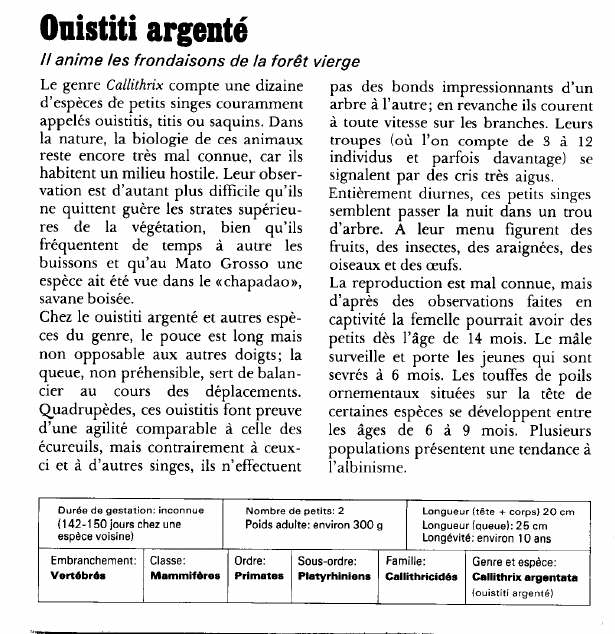 Prévisualisation du document Ouistiti argenté:Il anime les frondaisons de la forêt vierge.