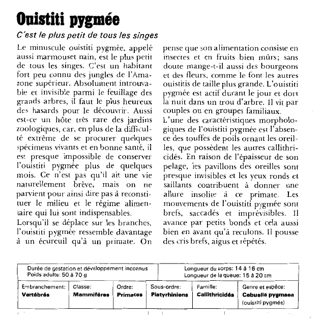 Prévisualisation du document Ouistiti pygmée:C'est le plus petit de tous les singes.