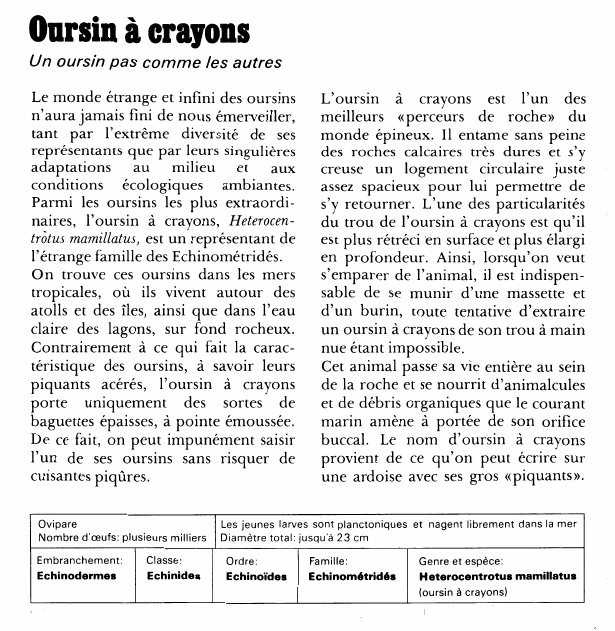 Prévisualisation du document Oursin à crayons:Un oursin pas comme les autres.