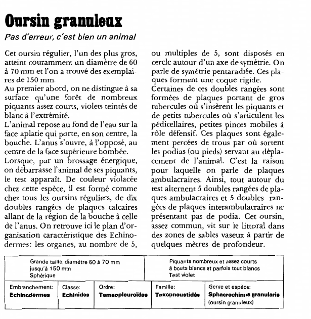 Prévisualisation du document Oursin granuleux:Pas d'erreur, c'est bien un animal.