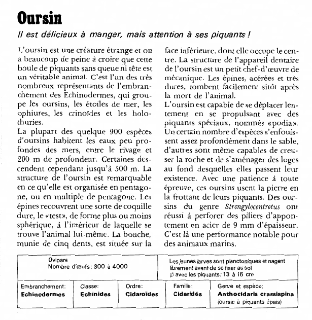 Prévisualisation du document Oursin:Il est délicieux à manger, mais attention à ses piquants!