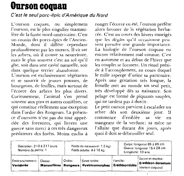 Prévisualisation du document Ourson coquau:C'est le seul porc-épic d'Amérique du Nord.