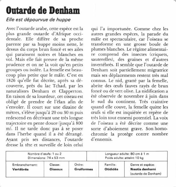Prévisualisation du document Outarde de Denham:Elle est dépourvue de huppe.