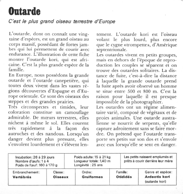 Prévisualisation du document Outarde:C'est le plus grand oiseau terrestre d'Europe.