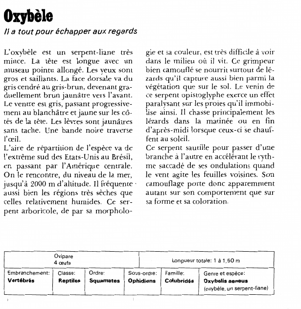 Prévisualisation du document Oxybèle:Il a tout pour échapper aux regards.