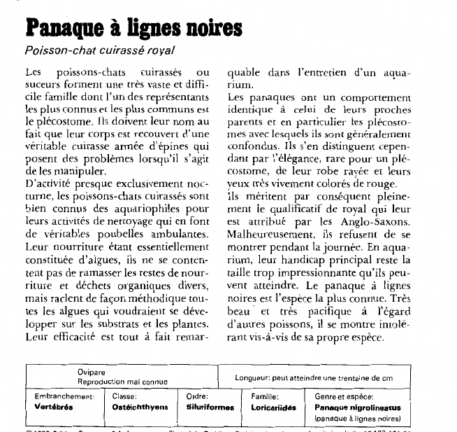 Prévisualisation du document Panaque à lignes noires:Poisson-chat cuirassé royal.