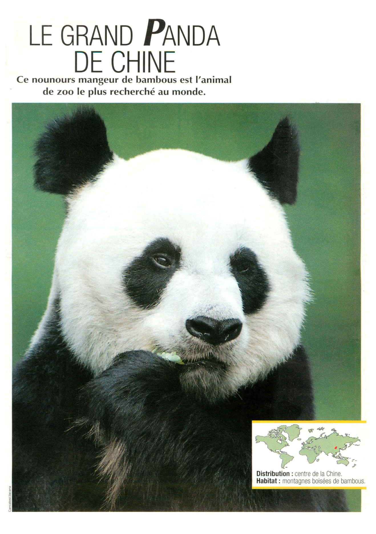 Prévisualisation du document Panda géant