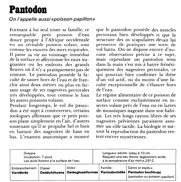 Prévisualisation du document Pantodon:On l'appelle aussi «poisson-papillon».