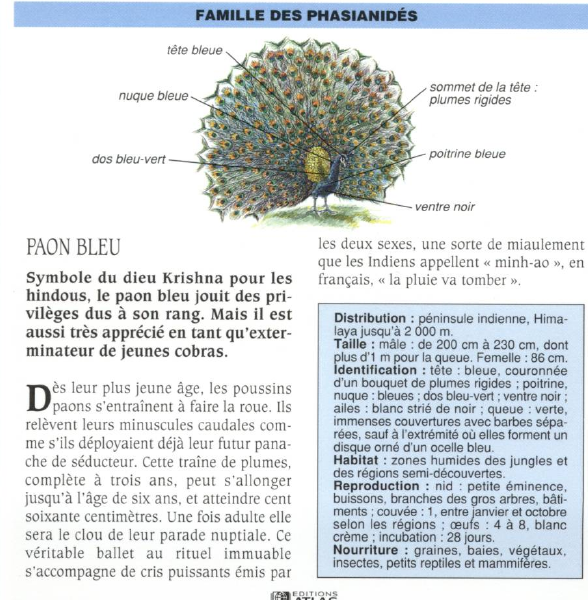 Prévisualisation du document PAON BLEU