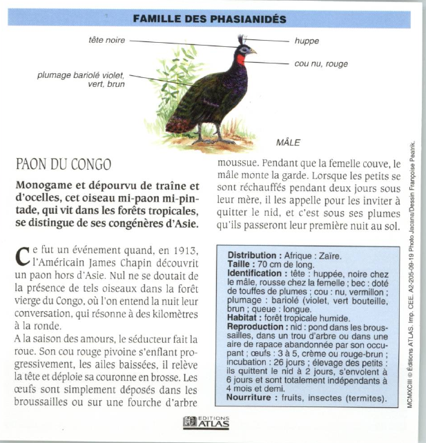 Prévisualisation du document PAON DU CONGO