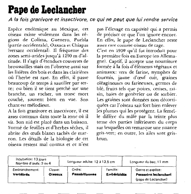 Prévisualisation du document Pape de Leclancher:A la fois granivore et insectivore, ce qui ne peut que lui rendre service.