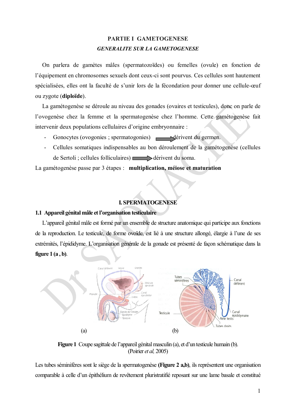 Prévisualisation du document PARTIE I GAMETOGENESE GENERALITE SUR LA GAMETOGENESE