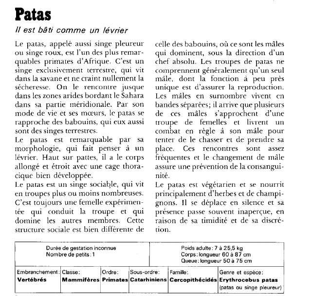 Prévisualisation du document Patas:Il est bâti comme un lévrier.
